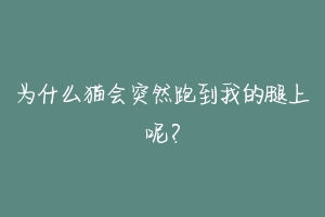 为什么猫会突然跑到我的腿上呢？