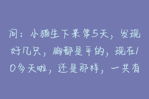 问：小猫生下来第5天，发现好几只，胸都是平的，现在10多天啦，还是那样，一共有4窝猫崽，每窝都有？