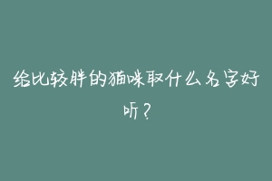 给比较胖的猫咪取什么名字好听？