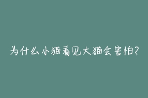 为什么小猫看见大猫会害怕？