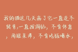 我的猫这几天病了它一直走不转弯,一直找洞钻，不肯休息，两眼呆滞，不肯吃饭喝水，请问谁知道怎么回事？