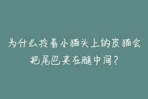 为什么拎着小猫头上的皮猫会把尾巴夹在腿中间？