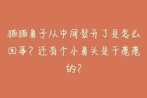 猫猫鼻子从中间裂开了是怎么回事？还有个小鼻头是干瘪瘪的？