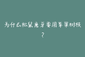 为什么松鼠磨牙要用苹果树枝？