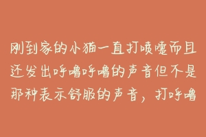 刚到家的小猫一直打喷嚏而且还发出呼噜呼噜的声音但不是那种表示舒服的声音，打呼噜的声音很大而且一直不？