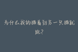 为什么我的猫看到另一只猫就跑？