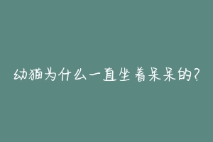 幼猫为什么一直坐着呆呆的？