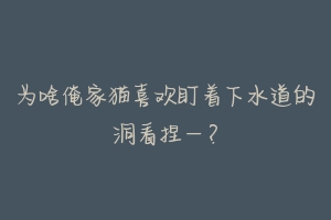 为啥俺家猫喜欢盯着下水道的洞看捏–？