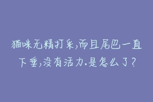 猫咪无精打采,而且尾巴一直下垂,没有活力.是怎么了？