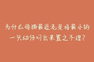 为什么母猫最近老是将最小的一只幼仔叼出来置之不理？