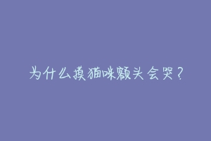 为什么摸猫咪额头会哭？