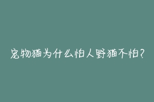 宠物猫为什么怕人野猫不怕？