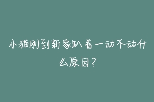 小猫刚到新家趴着一动不动什么原因？