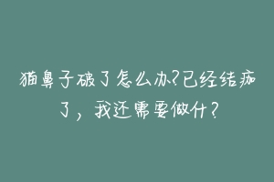 猫鼻子破了怎么办?已经结痂了，我还需要做什？