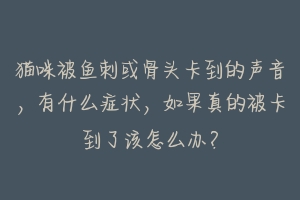 猫咪被鱼刺或骨头卡到的声音，有什么症状，如果真的被卡到了该怎么办？