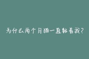 为什么两个月猫一直黏着我？