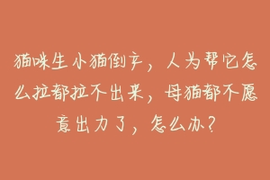 猫咪生小猫倒产，人为帮它怎么拉都拉不出来，母猫都不愿意出力了，怎么办？