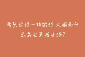 两只长得一样的猫 大猫为什么总会来找小猫？