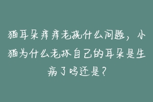 猫耳朵痒痒老挠什么问题，小猫为什么老抓自己的耳朵是生病了吗还是？