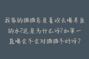 我家的猫猫总是喜欢去喝养鱼的水?这是为什么呀?如果一直喝会不会对猫猫不好呀？