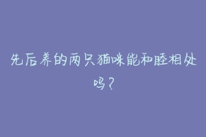 先后养的两只猫咪能和睦相处吗？