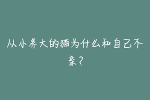 从小养大的猫为什么和自己不亲？