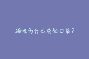 猫咪为什么爱钻口袋？