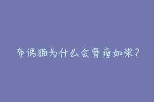 布偶猫为什么会骨瘦如柴？