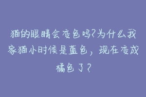 猫的眼睛会变色吗?为什么我家猫小时候是蓝色，现在变成橘色了？