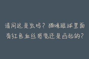 请问这是虫吗？猫咪眼球里面有红色血丝感觉还是凸起的？