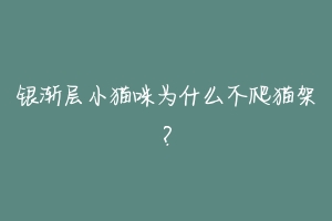 银渐层小猫咪为什么不爬猫架？