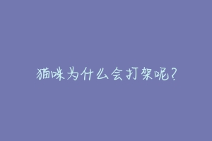 猫咪为什么会打架呢？