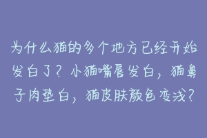 为什么猫的多个地方已经开始发白了？小猫嘴唇发白，猫鼻子肉垫白，猫皮肤颜色变浅？