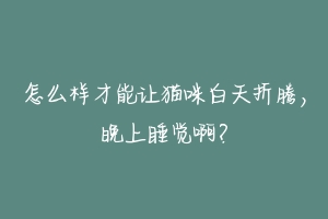 怎么样才能让猫咪白天折腾，晚上睡觉啊？