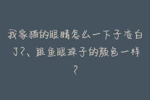 我家猫的眼睛怎么一下子变白了?、跟鱼眼珠子的颜色一样？