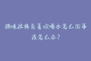 猫咪拉稀总喜欢喝水怎么回事该怎么办？