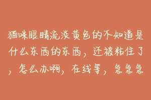 猫咪眼睛流淡黄色的不知道是什么东西的东西，还被粘住了，怎么办啊，在线等，急急急？