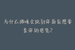 为什么猫咪会跑到你面前想要亲你的感觉？