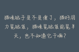 猫咪脑子是不是傻了，猫好用力晃脑袋，猫咪晃脑袋能晃半天，也不知道它干嘛？