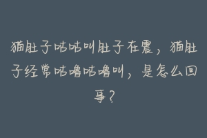 猫肚子咕咕叫肚子在震，猫肚子经常咕噜咕噜叫，是怎么回事？