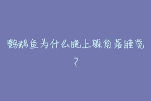 鹦鹉鱼为什么晚上躲角落睡觉？