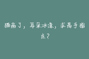 猫病了，耳朵冰凉，求高手指点？