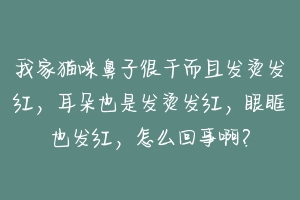 我家猫咪鼻子很干而且发烫发红，耳朵也是发烫发红，眼眶也发红，怎么回事啊？