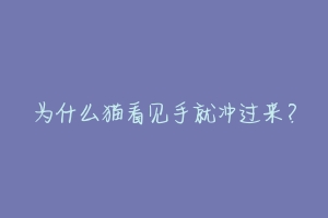 为什么猫看见手就冲过来？