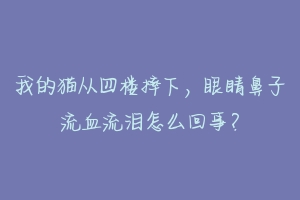 我的猫从四楼摔下，眼睛鼻子流血流泪怎么回事？