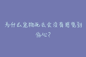 为什么宠物死去会没有感觉到伤心？