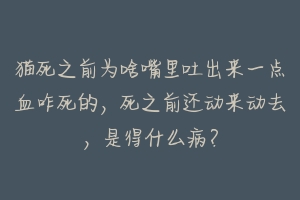 猫死之前为啥嘴里吐出来一点血咋死的，死之前还动来动去，是得什么病？