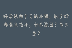 怀孕快两个月的小猫，肚子好像有点变小，什么原因？多久生？