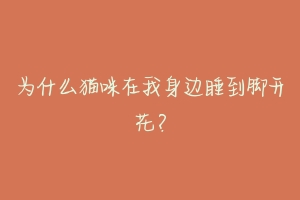 为什么猫咪在我身边睡到脚开花？