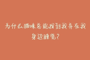 为什么猫咪总能找到我并在我身边睡觉？